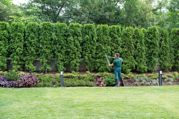 Best Tree Disease Treatment  in Brandywine, MD